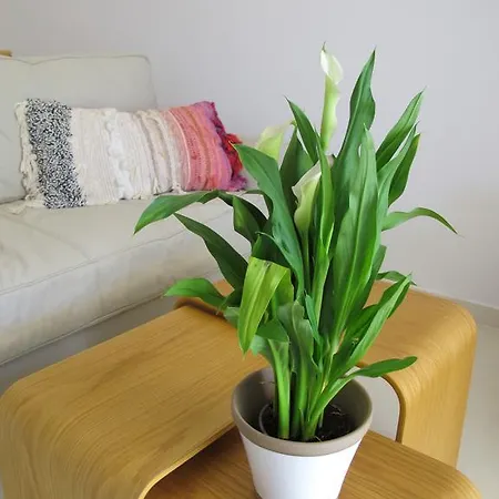 Seafront Calista House With Garden * Glyfada (Corfu)